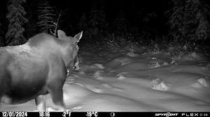 693K views · 10K reactions | Winter moose... | SPYPOINT Trail Cameras | Facebook
