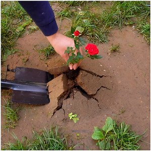 94K views · 281 reactions | Embark on a summer journey with these wonderful garden Ideas | Rush Brush | Facebook