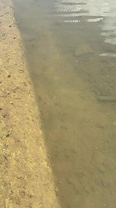 This is the Midland Watersnake (Nerodia sipedon pleuralis). They are a medium sized snake reaching 59 inches at maximum size, but they'll typically be a bit smaller. This species will have a series of brown bands anteriorly, breaking up into lateral and dorsal blotches further down the body. The lateral blotches are typically offset from the dorsal blotches as well. The head is rounded and largely unmarked, and lines over the mouth are noticeable. The scales are heavily keeled as well, which mea