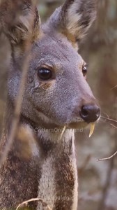 17 reactions | 歷 With fangs that would make Dracula jealous, the...