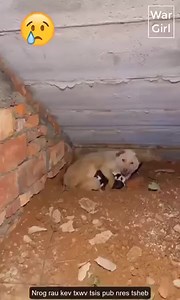 230K views · 10K reactions | The mother dog and her pups were found and adopted  | Daniel 222 | Facebook