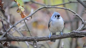 A Tufted Titmouse feasting on a peanut. Video is in slow motion. | Jocelyn Anderson Photography