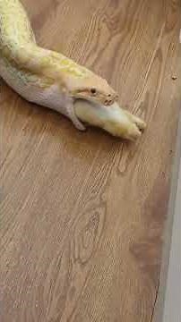 Python Vore - Snake Swallows Rabbit