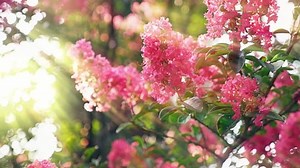 clip-1014727325-lagerstroemia-indica-flower-large-bouquet-purple-hanging