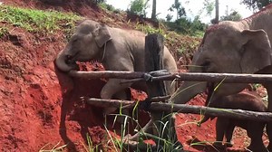 18 reactions | Full day tour on24th September 2020 : thanks your guys a lot for visited and support we did have so long visited today so so happy to see you | Elephant Freedom Village | Facebook