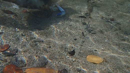 This morning, we witnessed a remarkable scene: a Trunkfish indulging in a blue crab, accompanied by a juvenile barracuda and several schoolmaster snappers 🪸🐠🤿🦞🐙 seems like they enjoyed a delightful snack. #guidedtours #guidedsnorkeling #guidedkayaking #usa #hobiepedalkayaks #marinelife #mangrovesnapper #aruba www.arubaoutdooradventures.com Get it touch with us: Call ( 297) 568- 0285 or WhatsApp 749 6646 | Aruba Outdoor Adventures