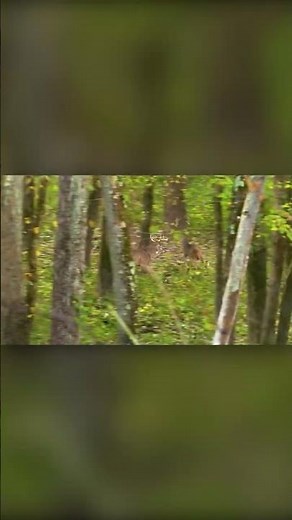 Listen! Buck makes a snort wheeze then chase the other buck!