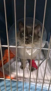 17K views · 1K reactions | 4 cazuri grave. 4 cabinete veterinare...