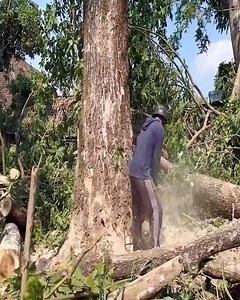 Slashing Big Trees!!! Unleash the Full Power of a STIHL Chainsaw . . . . #chainsawman #lumberjack #logging #pfanner #treejack #UnitedStates #NYC #NewYorkCity #LosAngeles #Chicago #Houston #Phoenix #Philadelphia #SanAntonio #SanDiego #Dallas #SanJose #Austin #Jacksonville #FortWorth #Columbus #Indianapolis #Charlotte #SanFrancisco #Seattle #Denver #WashingtonDC #woodworking #timber #falling | Bulldozer Operator