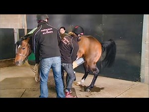 Semen Collection - Ground Collection of a Shy Pony