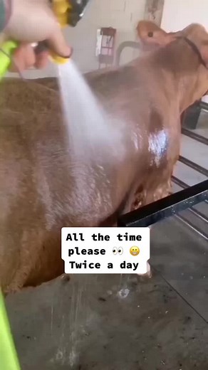 Cattle Farming 101 The cattle farming industry can be divided into two key sectors – the first is the so-called cow-calf operations, and the second, the feedlots. “Cow-calf operations” is the industry term for the breeding and raising of cattle for sale, for example to feedlots or to tanneries for their hides, or medical companies for the production of insulin. Cow-calf operations are driven to breed and raise quality offspring for the specific industry which they feed, be it raising beef cattle