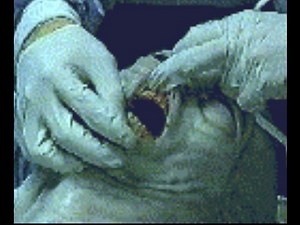 The Real Alien Footages Video☆☆☆☆