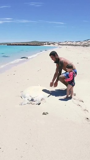 this is how a 100kg turtle gets stuck on its back on the beach during mating season and can potentially die due to the tide not returning for weeks