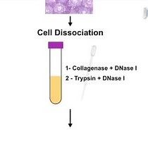 Efficient Purification of Meiotic Cells | JoVE Journal