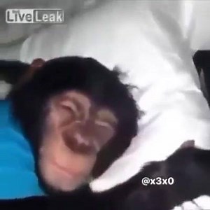 29 reactions · 21 shares | 藍藍 | Meme Generator | Facebook