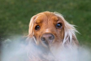 In search of kisses!!   | @twoblinksphotography⁠ ⁠ #lensbaby...