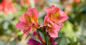 Como plantar e cuidar de astromélias