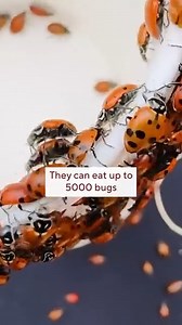 17K views · 119 reactions | LADYBUG TAKEOVER - Nearly 150,000 ladybugs are hard at work at the Mall of America, keeping all those indoor plants healthy. Shayla Reaves helped sprinkle some of these ladybugs AND learned some fun facts along the way! Watch WCCO mornings, weekdays from 5-10am. #wcco #minnesota #mallofamerica #earthday #nickelodeonuniverse | WCCO & CBS News Minnesota | Facebook