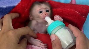 53K views · 2.1K reactions | How Clever Baby Tauch Learn Suck Drinking Milk With Bottle | Monkey Harry's Family | Facebook
