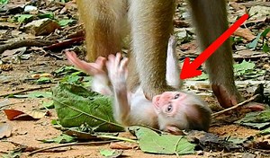 OMG!! Mom Libby lost patient push & push remove newborn Leo from milk, nasty. Poor baby Leo cry ..cry upset | Animals JoJo Family
