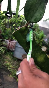 2K views · 55 reactions | Paano puksahin ang mga scale insects sa mga sanga at puno ng ating dragon fruit | Victoria Farm | Facebook