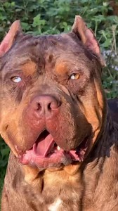 4.5K views · 101 reactions | Louis V American XL bully 溺 chocolate Tri Merle Owner @brownsbulliesuk If you’re interested in content like this & collaborating with us Drop us a DM @pawpointuk ➖➖➖#americanbully #americanxl #americanxlbully | PAW POINT UK | Facebook