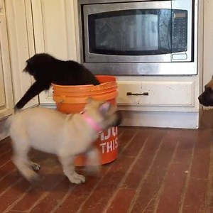 82K views · 2.2K reactions | Just click play its worth it  #adorable #playtime #cutenessoverloaded  | DarkDynastyK9s | Facebook