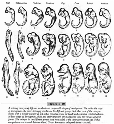 Tues. March 25 - Comparative Embryology