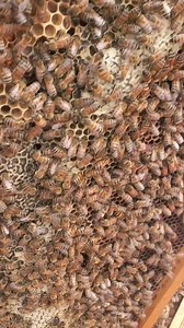 23K views · 352 reactions | Multiplication des essaims par division et récolte des reines fécondées. | L'Abeille de Lorraine | Facebook