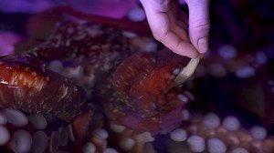 3.1K views · 141 reactions | Join us for a giant pacific octopus feeding session! Did you know octopus have a varied diet that includes lobsters, crabs, fish, and more! | Mystic Aquarium | Facebook