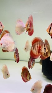 1K views · 183 reactions | Europa Discus Center...