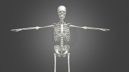 Esqueleto Humano 360° - 3D model by Diseñador digital (@bucanero)