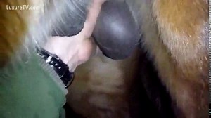 Fun homemade bestiality fetish video where a guy squeezes a horses balls to get him hard