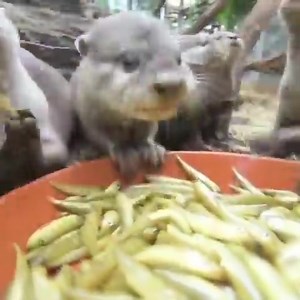 1K views · 78 reactions | Those noises though... | Otter | Facebook