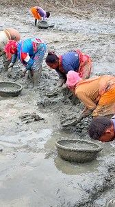 239K views · 831 reactions | Village woman people fishing in mud #handfishing #ruralfishing #reels | Rural Fishing BD | Facebook