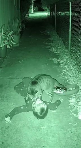 Night CCTV Real Footage | Cat Saves Boy From Giant Python