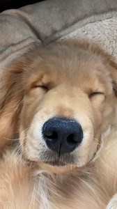 Sunday mood (SOUND ON) | The Goldens
