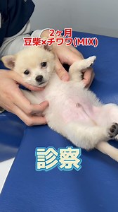 MIX犬の診察#動物病院 #動物 #animalhospital #veterinarian