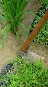 957K views · 6K reactions | Este Hombre Hizo un Impermeable con Fibra de Palma | Engormix | Facebook