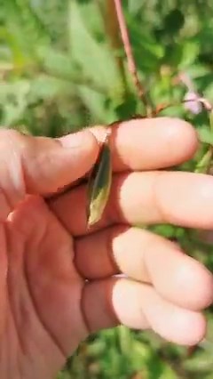 2.4K views · 44 reactions | The pink flowers of Himalayan are now...