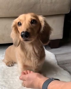 20 reactions · 4 comments | So Cute!  . . . . #dachshundsofinstagram #dachshundappreciation #dachshundpuppies #dachshundoftheday #dachshundpuppy #dachshundlove #dachshund | Dachshund Hub | Facebook