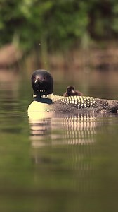 20K views · 1.5K reactions | Common loon with a chick calling in Maine #loon #commonloon #maine #bird #animals #wildlifephotography #cute #family | Harry Collins Photography | Facebook