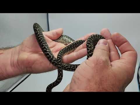 Diamond cross carpet python