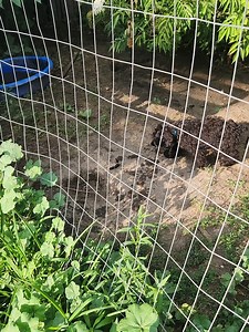  Beautiful, fluffy, and full of joy! We have two litters of F1...