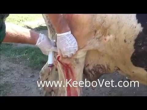 Big Abscess In Cattle - Veterinarian Helps By Surgically Removing It