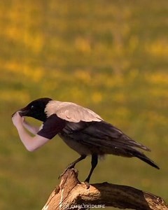 Which bird was your favorite? I really liked the ostrich! (via IG/curlykidlife) | Whistle Worthy