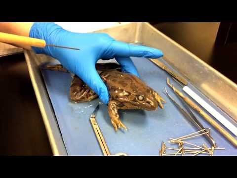 Bullfrog Dissection Spring 2017 AM