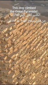 8.7K views · 166 reactions | The Dog climbed The Great Pyramids!! Book now !!! Emails operation@egyptatours.com Contact@egyptatours.com WhatsApp: 015 53119249 #hurghadaegypt #followersreels #visitegypt #vacation #tour #egypt #traveler #explorepage #vacaciones #ancient #cairo #travel #summer #History #مصر #Egypt #dogs | Egypta Tours | Facebook