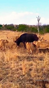 Lion Pride Hunting Buffalo. | Talent World
