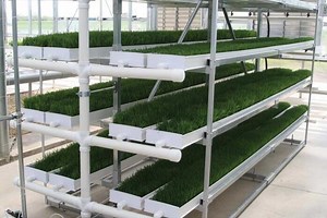 [Hot Item] Indoor Vertical Hydroponics Fodder Tray Barley Sprouting Grass Fodder System